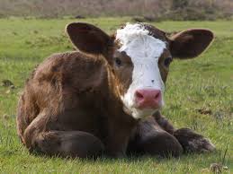 Calf