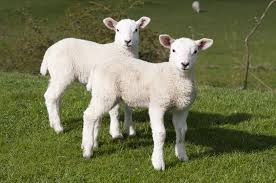 Sheep & lambs