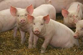 Pigs